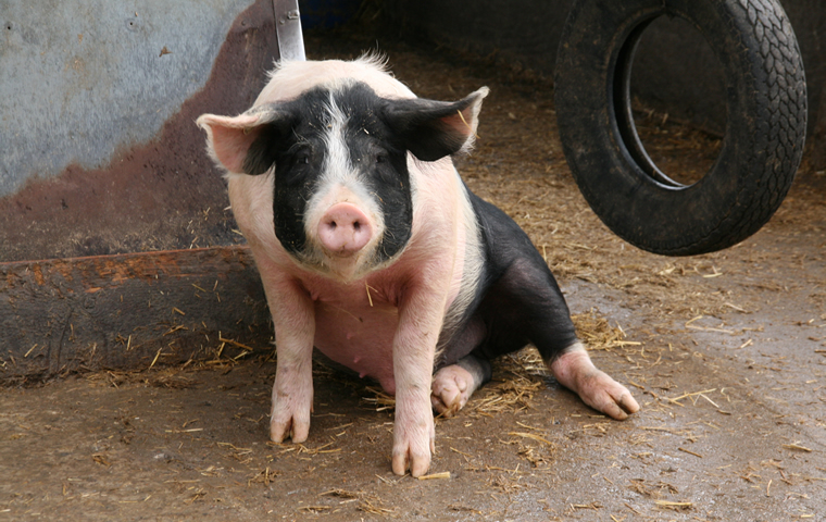 Landwirtschaft